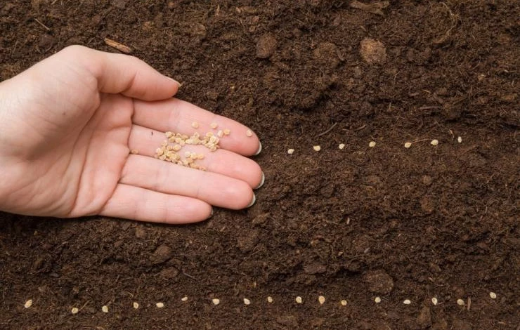 схема посадок растений