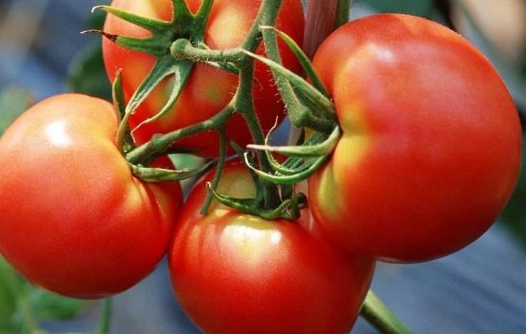 помидоры красным красно плоды