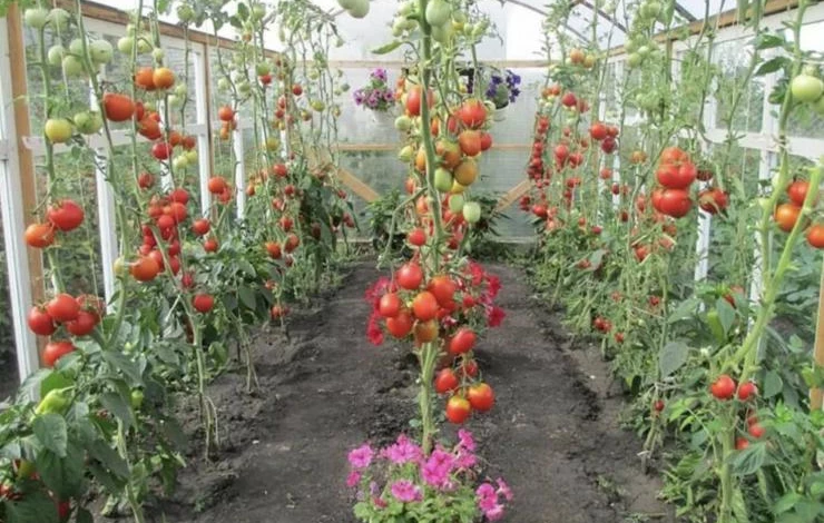 сорт томатов красным красно в теплице