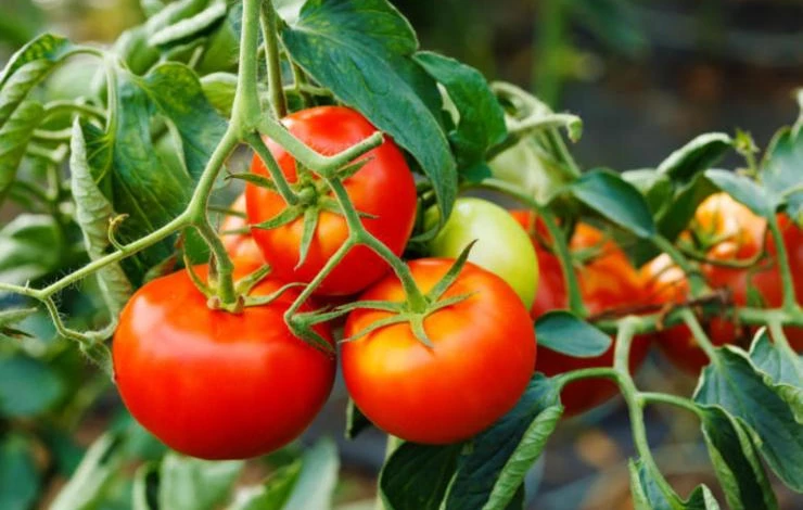 сорт помидоров красным красно фото