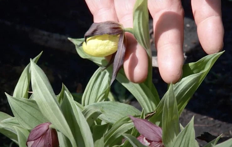 венерины башмачки на огороде