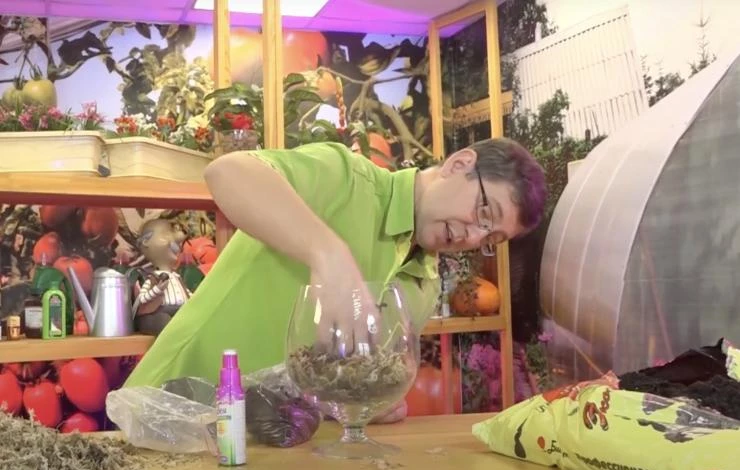 Как пересадить орхидею