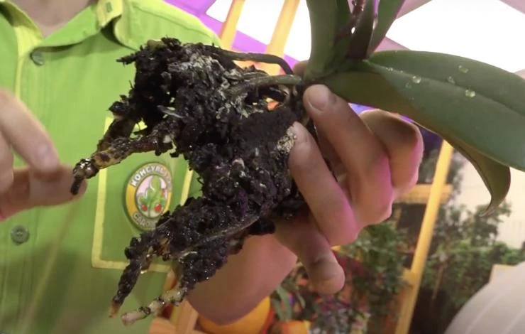 пересадка орхидеи