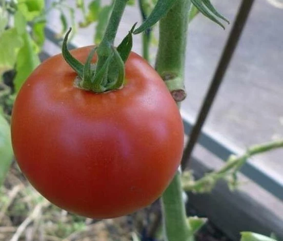 сорт томатов красным красно плоды