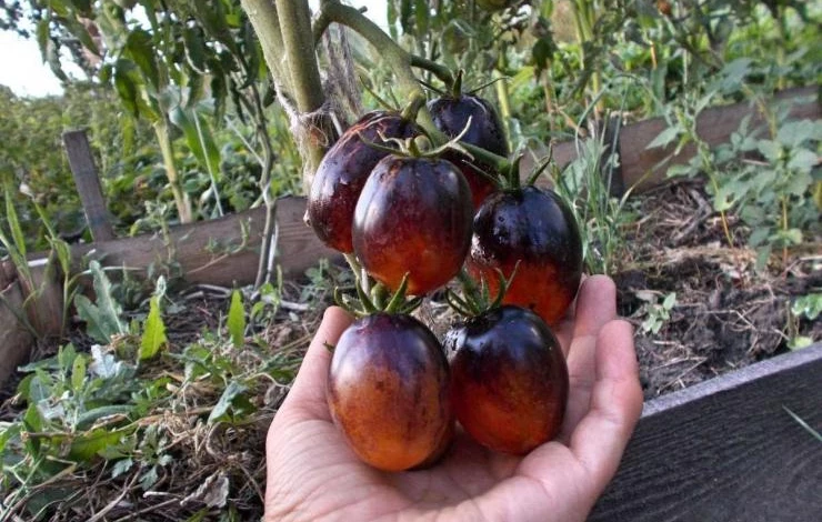 Сорт томата Фиолетовый дракон