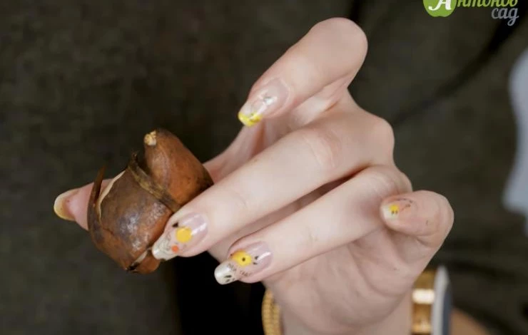 луковицы тюльпанов для выгонки