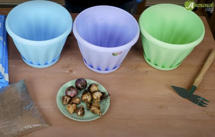 горшки для выгонки луковичных