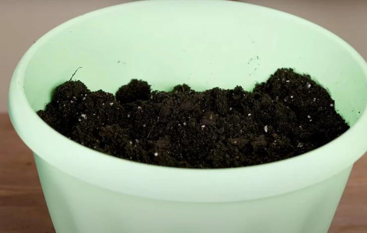 выгонка луковичных