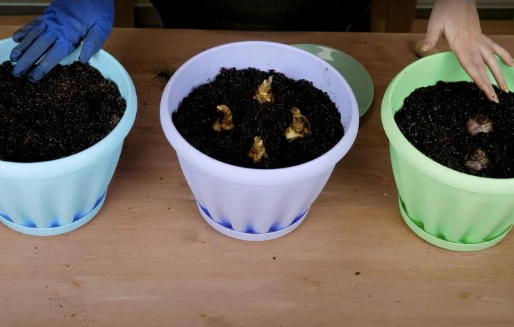 выгонка луковичных