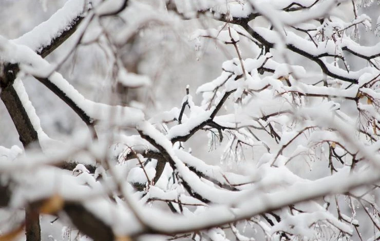 ветки в снегу в саду