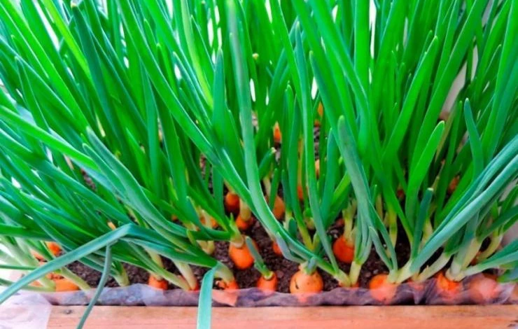 посадка лука на перо