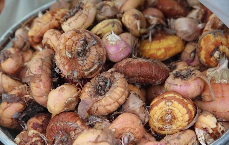 хранение луковиц гладиолусов