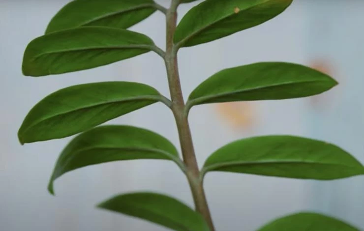 Листья замиокулькаса