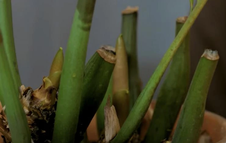 обрезка замиокулькаса