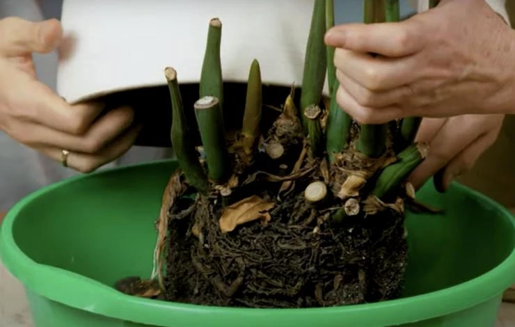 пересадка замиокулькаса