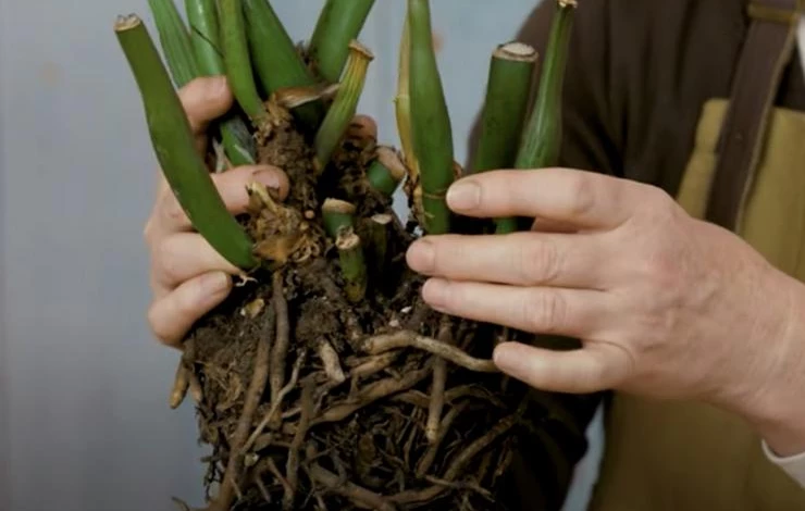 размножение замиокулькаса