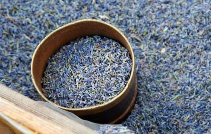 семена лаванды