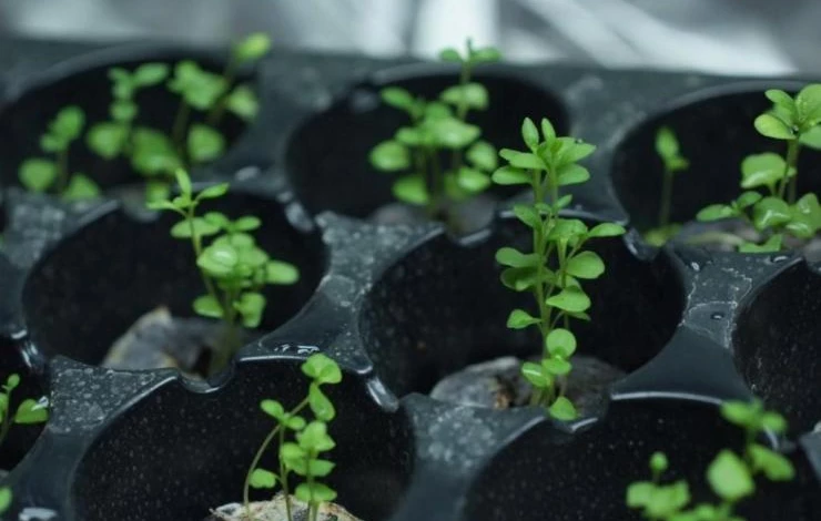 рассада лаванды фото