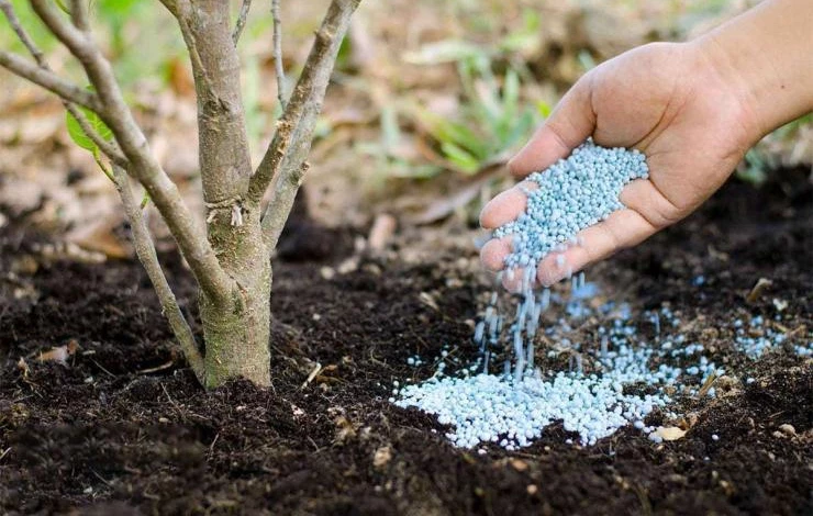 подкормка деревьев азофоской