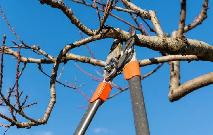 обрезка деревьев и кустарников
