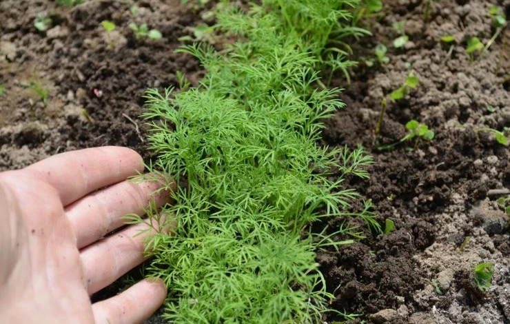 посадка укропа в теплицу