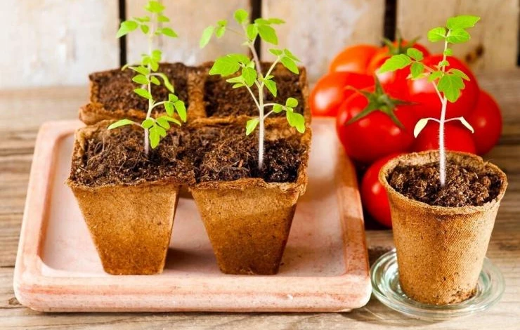 посев томатов на рассаду