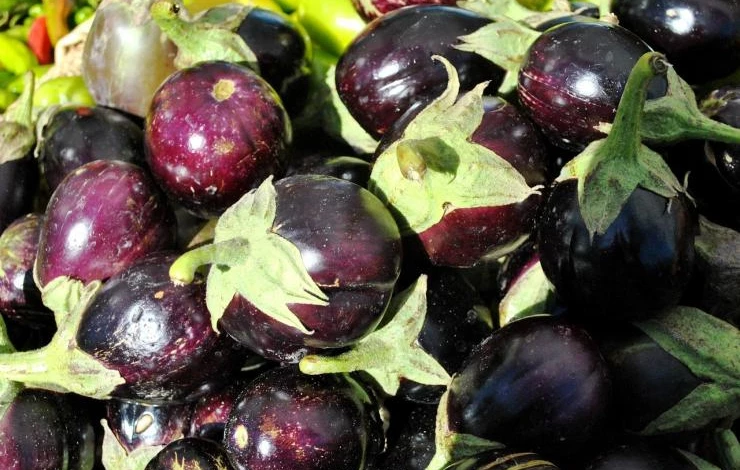 Сорт баклажанов большой увалень