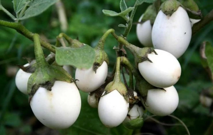 Сорт баклажанов пинг понг