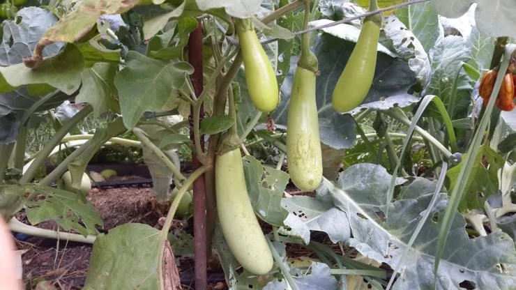 Сорт баклажанов зелененький