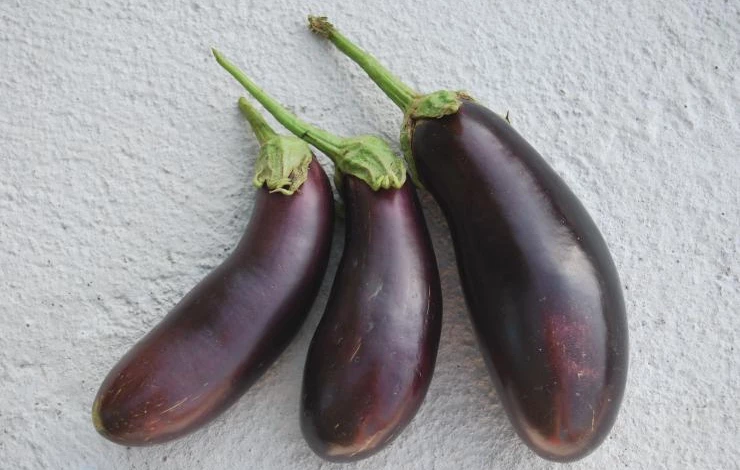 Сорт баклажанов альбатрос