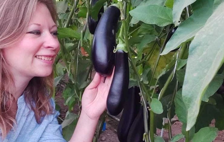 сорт баклажанов мечта огородника