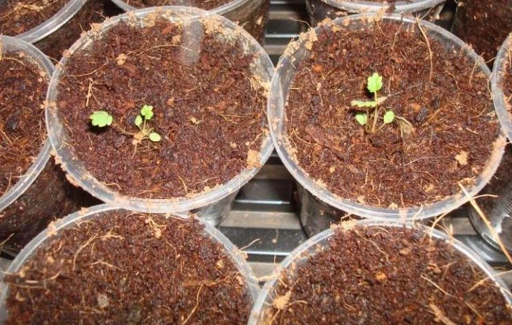 кокосовый субстрат использование для рассады