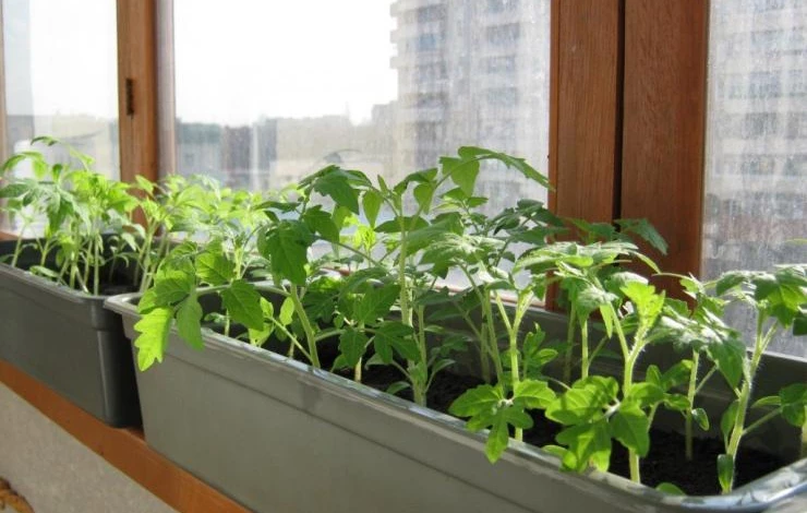 выращивание рассады в кокосовом субстрате