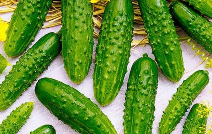 Сорт огурцов малыш