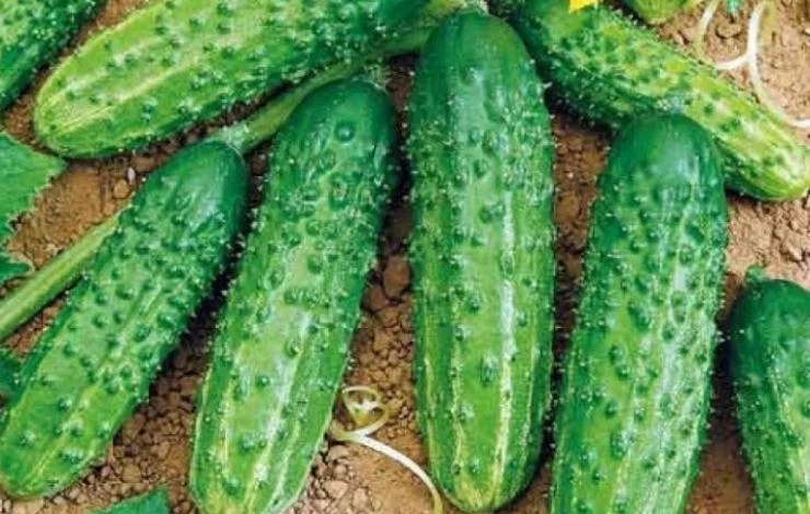 Сорт огурцов светлячок