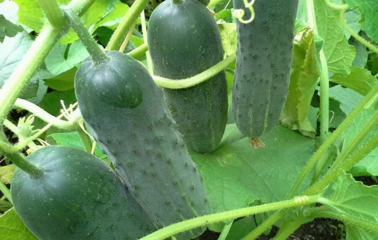Сорт огурцов муромский 36