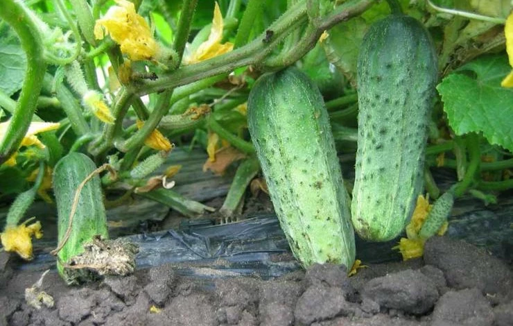 Сорт огурцов Мадам