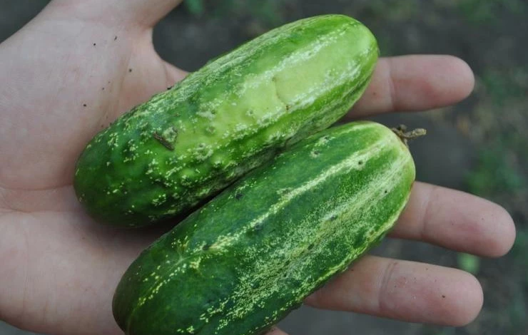 Сорт огурцов Засолочный