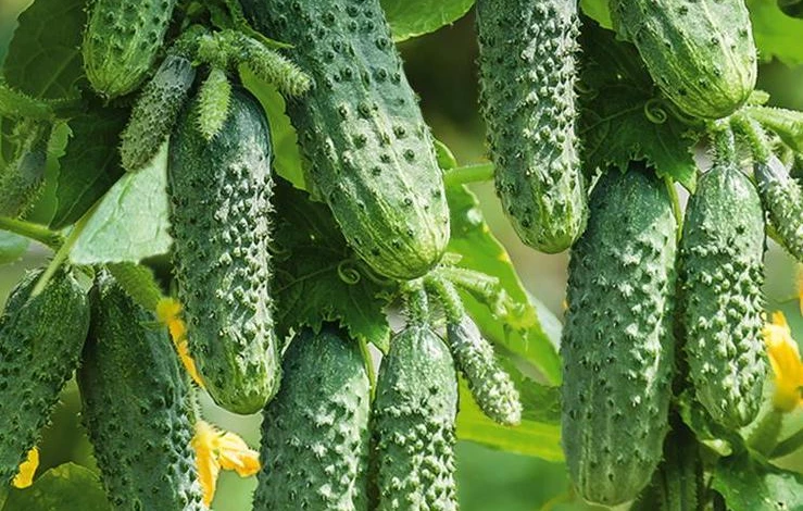 Сорт огурцов герман F1