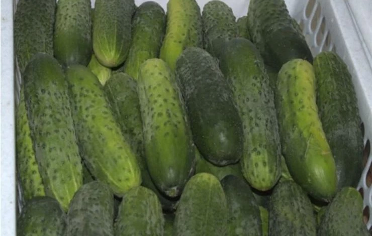 сорт огурцов сокол F1