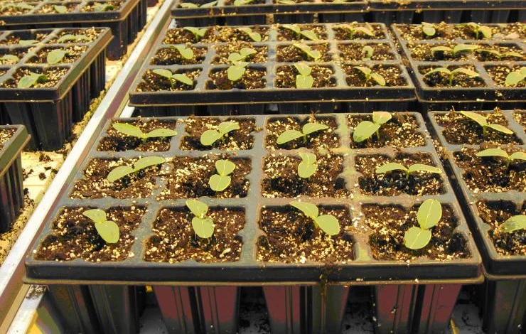 вермикулит для рассады