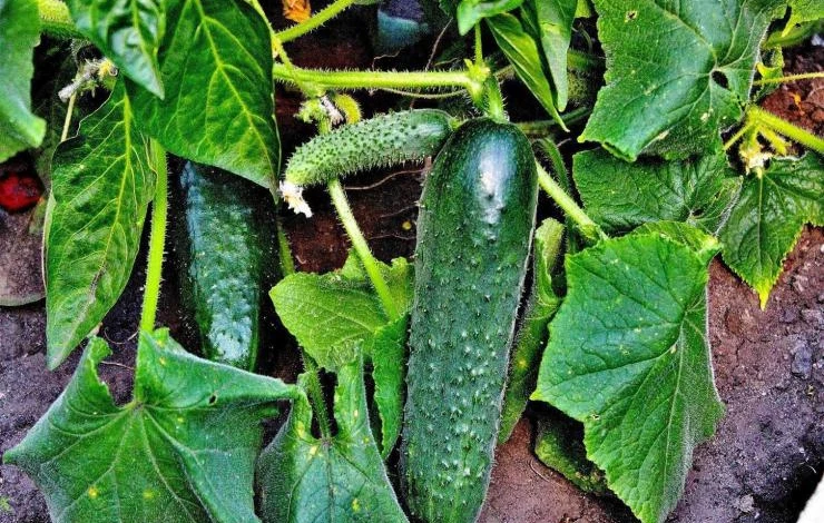 Сорт огурцов для подмосковья кузя