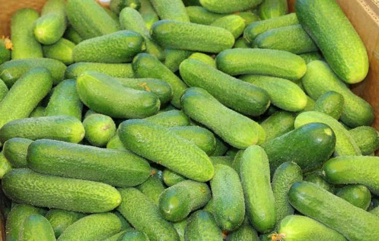 Сорт огурцов Луховицкий