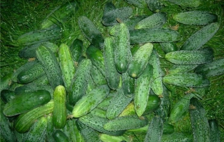 Сорт огурцов Зятек