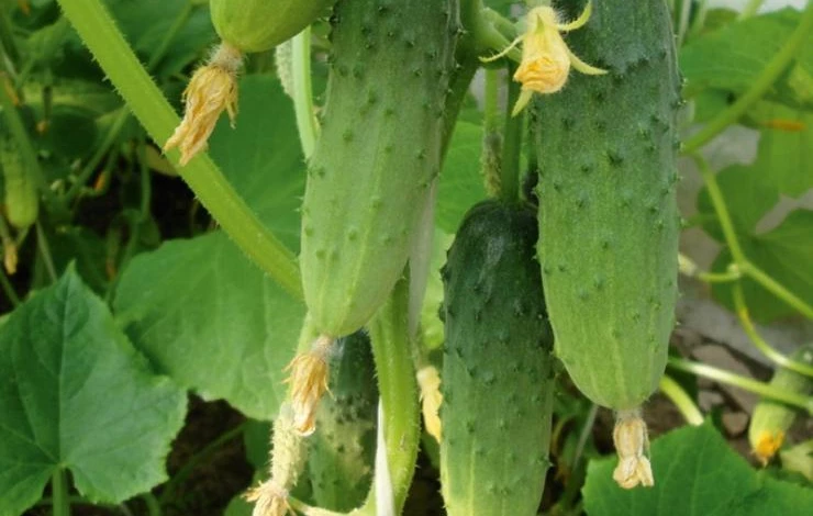 Сорт огурцов мальчик с пальчик