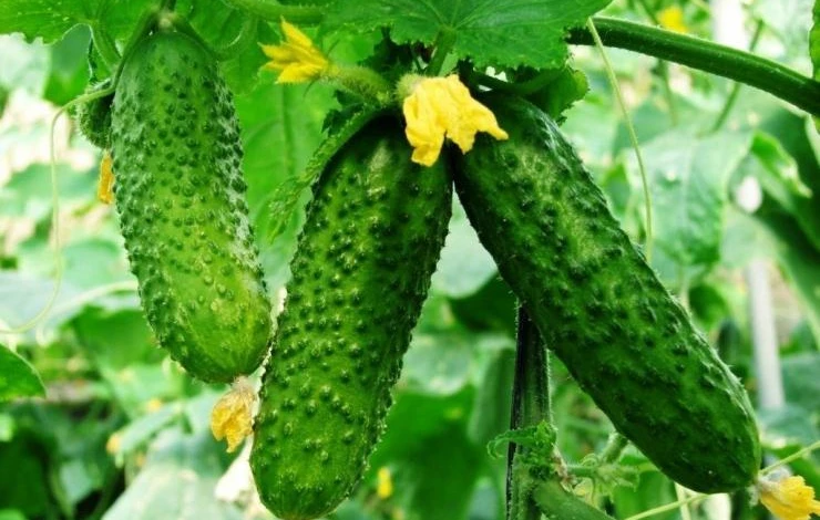 сорт огурцов деликатесный фото