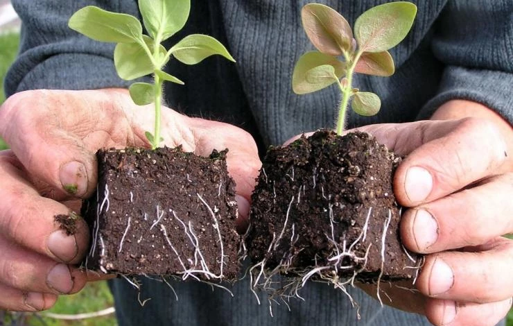 корневая система рассады