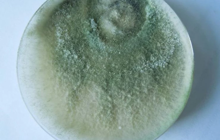 триходерма выращивание в домашних условиях