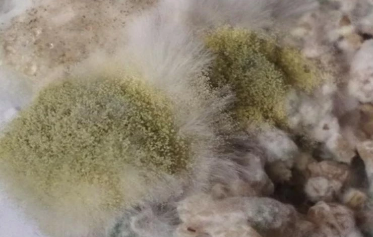 как вырастить триходерму на перловке