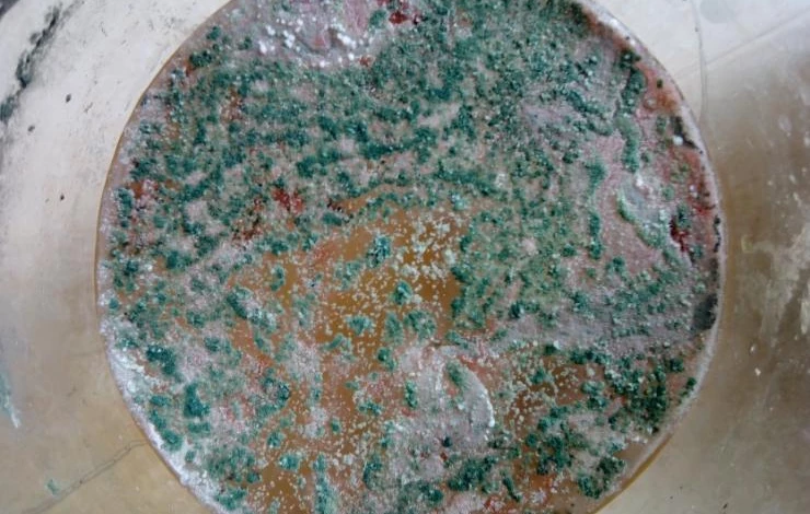 выращивание триходермы в жидкой среде